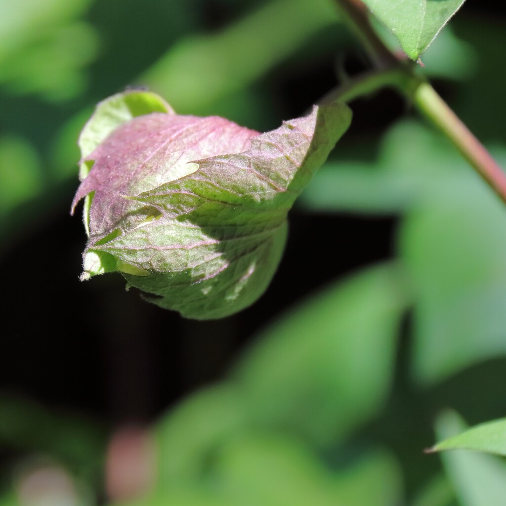 花散歩綿花３