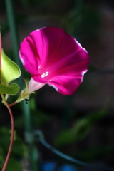 花散歩朝顔３