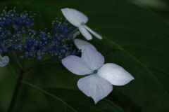 花散歩　名残紫陽花１