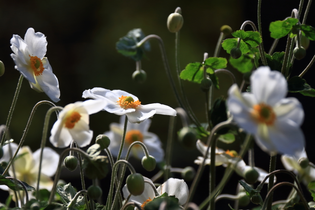 シュウメイギク絶唱