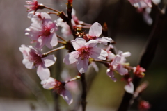 植物園から「けいおうざくら」２