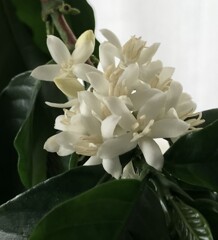 花散歩コーヒー２