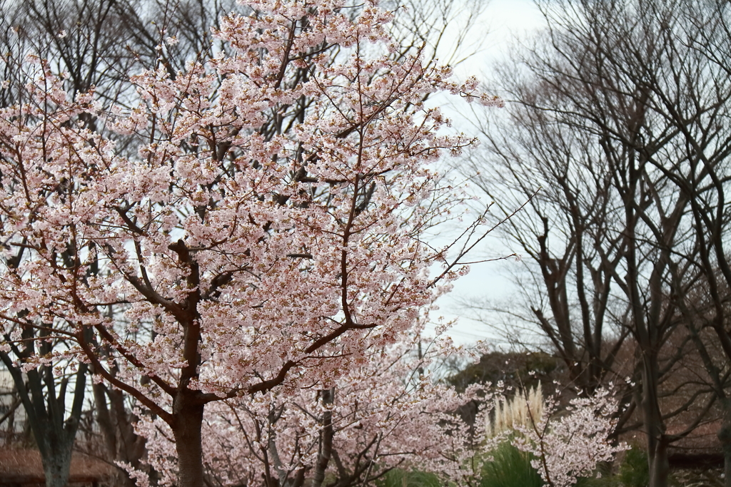 玉縄桜１