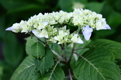 花散歩あじさい開花２