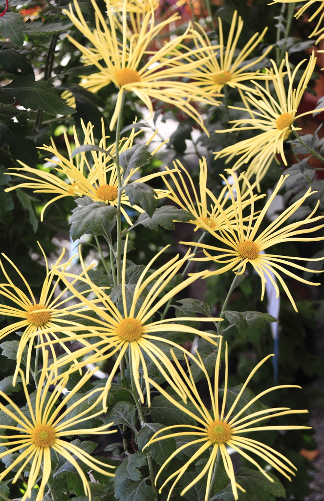 菊花展のスター達１