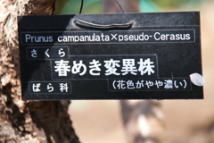 植物園から「春めき桜」４