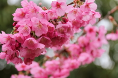 （桜）品種不明