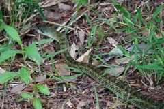 既知との遭遇３