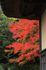 紅葉散歩道７