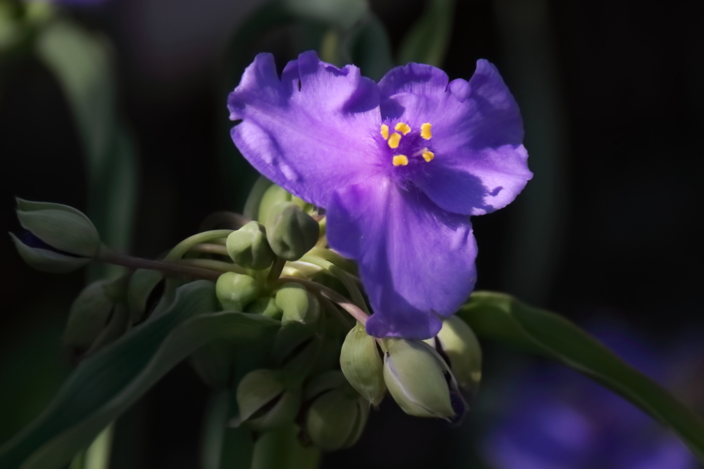 公園花壇ムラサキツユクサ１