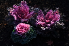 正月に向けて１