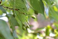 里山散歩桜の実１