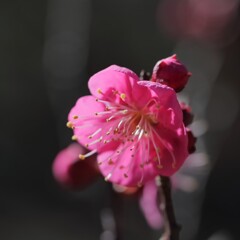 花散歩梅３色１