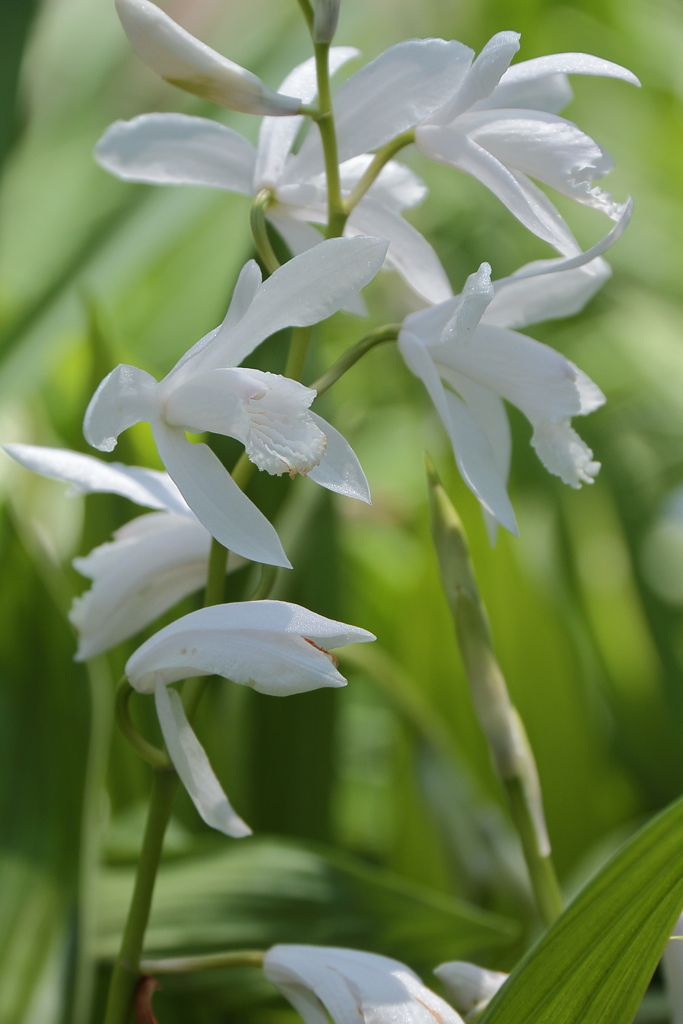 紫蘭（シロバナ）２