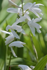 紫蘭（シロバナ）２