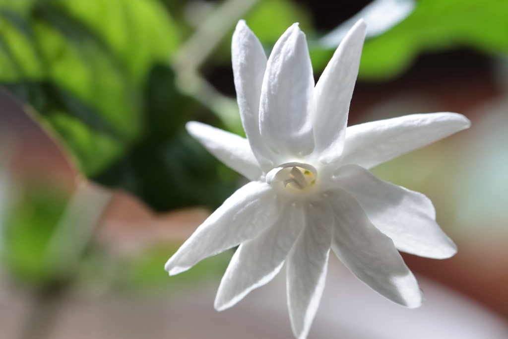 やっと咲いた３