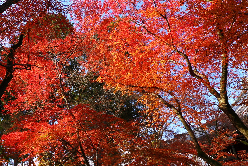 晩秋の真如堂1