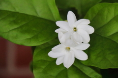 花散歩ジャスミン２