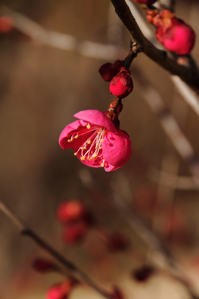 紅梅陽光
