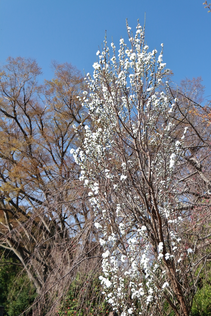 花散歩花桃白２
