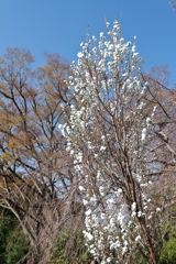 花散歩花桃白２