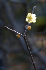 咲き進む蠟梅３