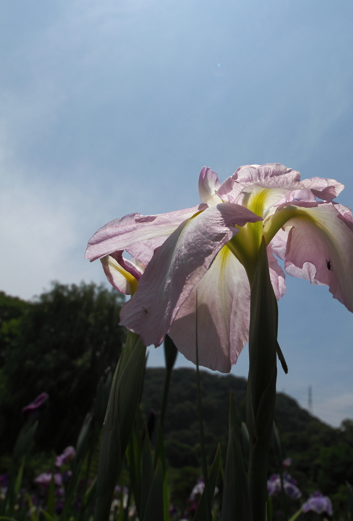 晴れ間に咲く