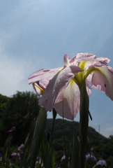 晴れ間に咲く