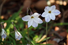 花散歩ハナニラ