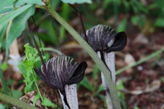 里山の野草ウラシマソウ３