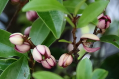 花散歩オガタマ２