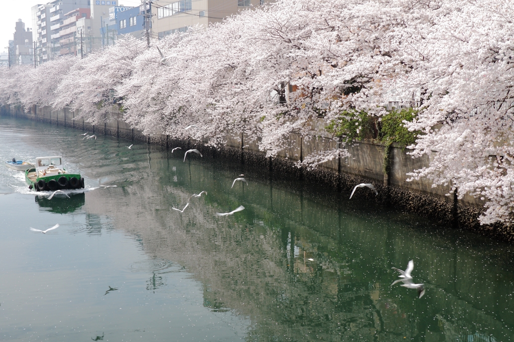 春に舞う