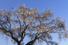 春に憧れて