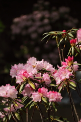 旬の花石楠花１