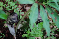 里山の野草ウラシマソウ１
