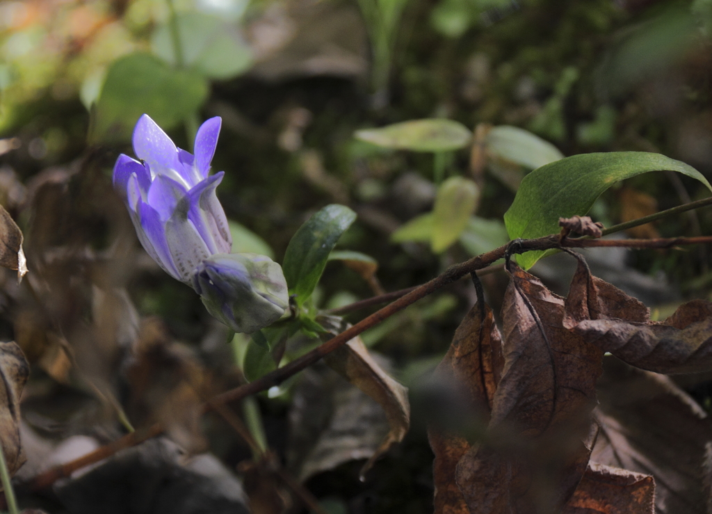 目覚めリンドウ