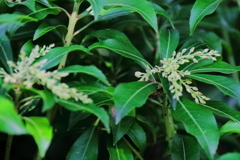 花散歩準備開始の馬酔木１