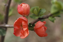 花の歳時記　木瓜１