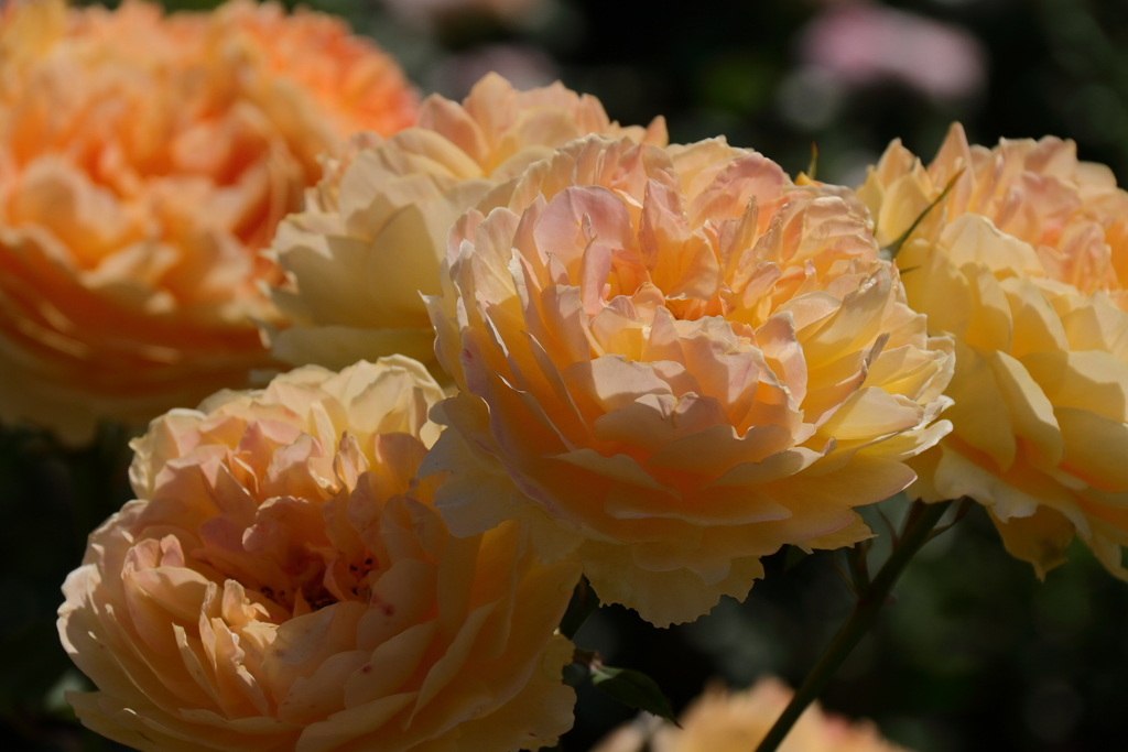 横浜バラ散策４