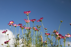 花散歩コスモス「1「