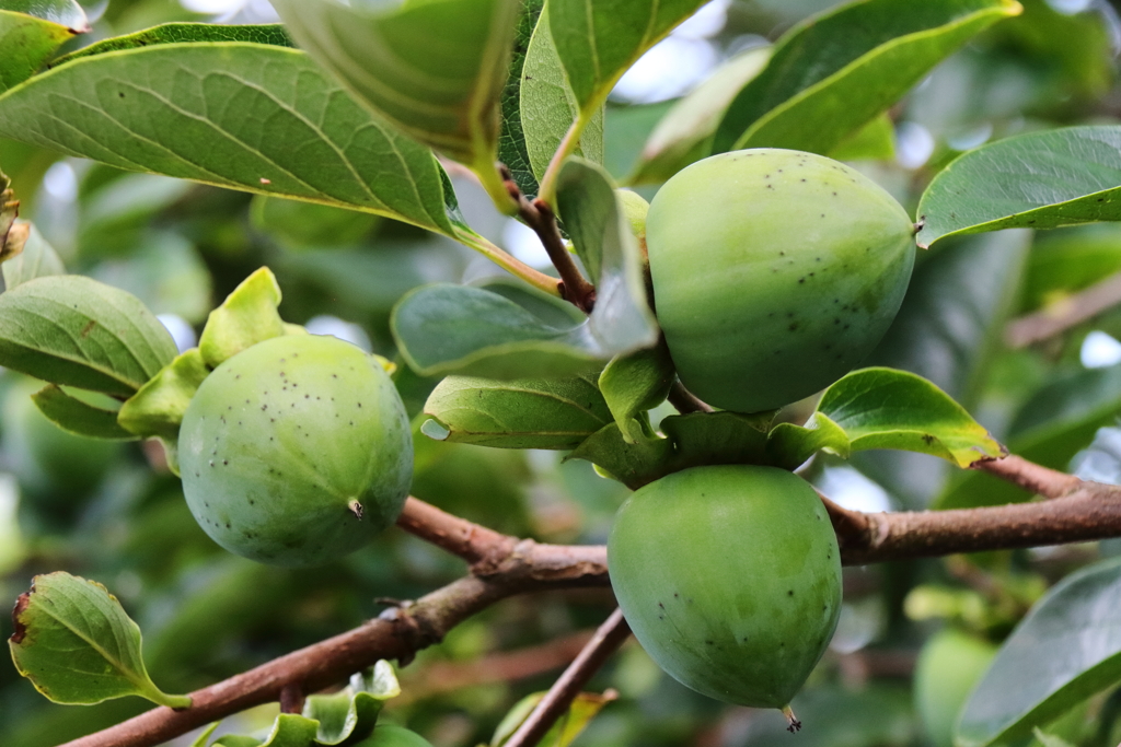まだ未熟者ですが