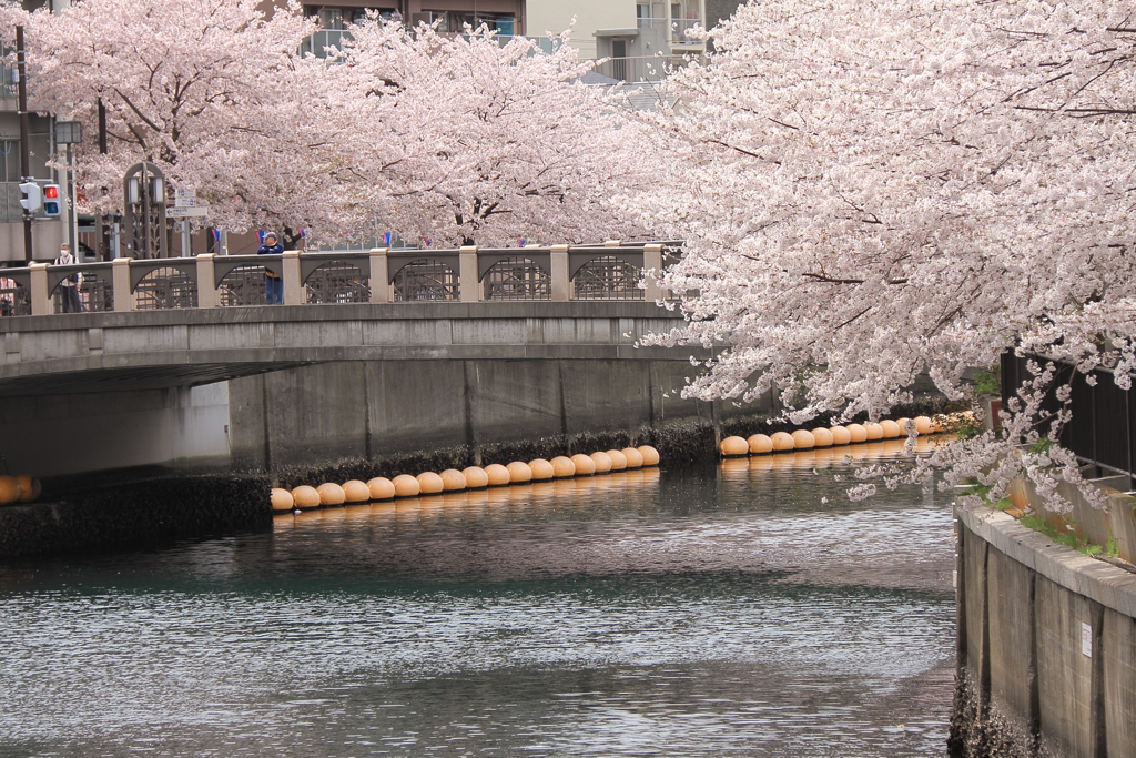 橋と満開桜風景５