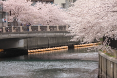 橋と満開桜風景５