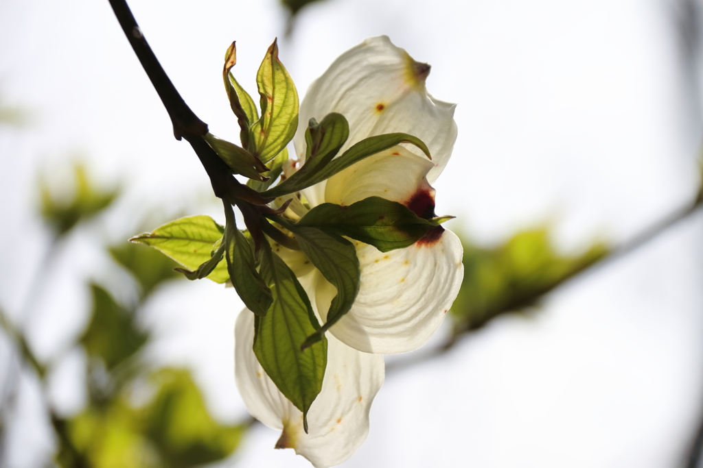 散歩道の花達ハナミズキ白１