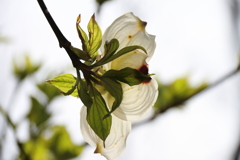 散歩道の花達ハナミズキ白１