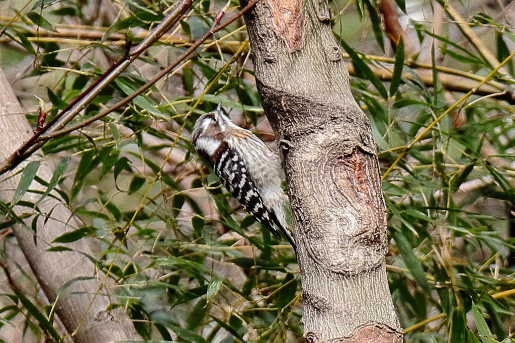 里山の野鳥達コゲラ３