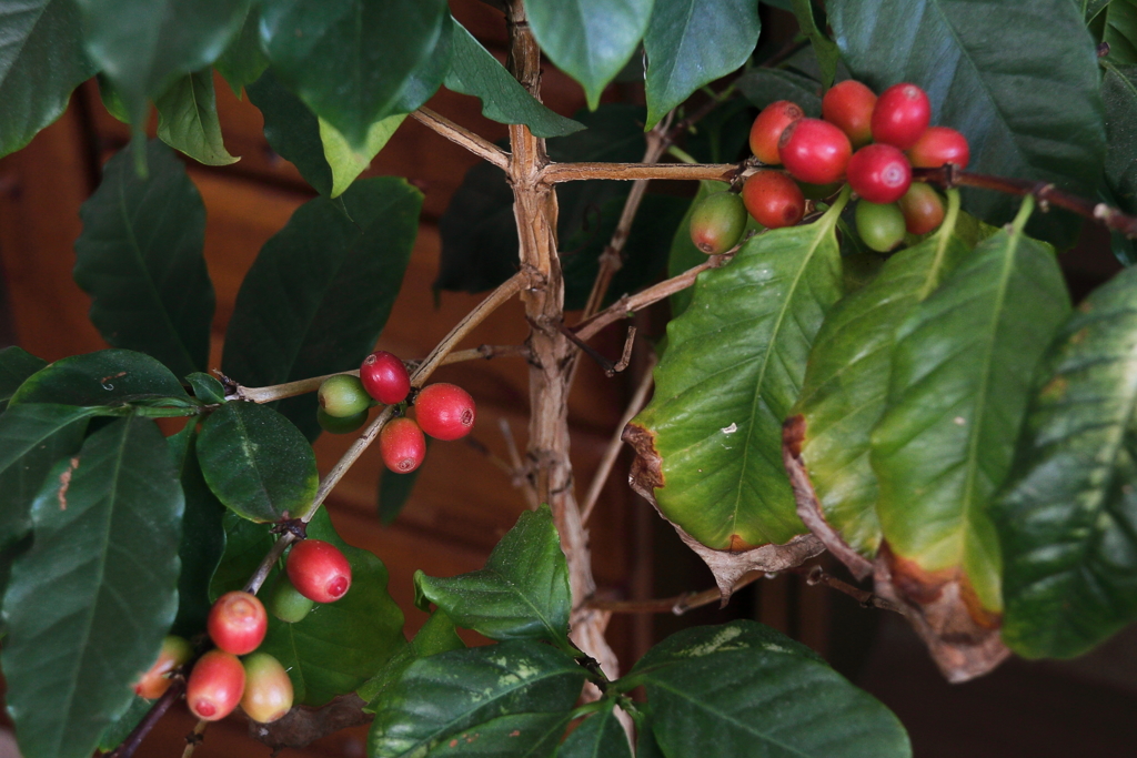 季節遅れの実り