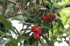 ヤマモモ実る２