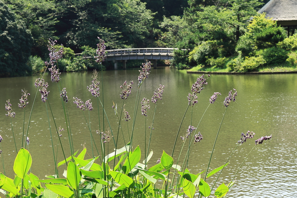 水カンナの咲く池