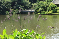 水カンナの咲く池